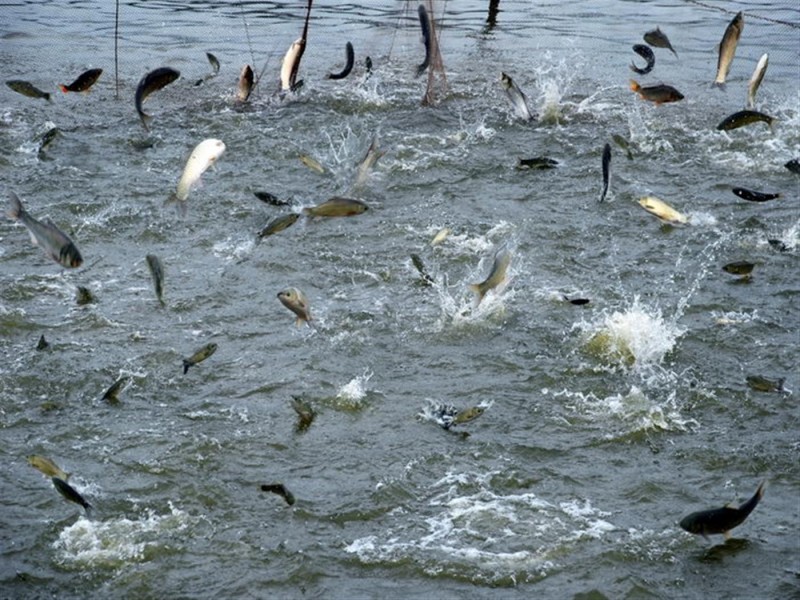 水产养殖检测仪，可提前预防养殖风险
