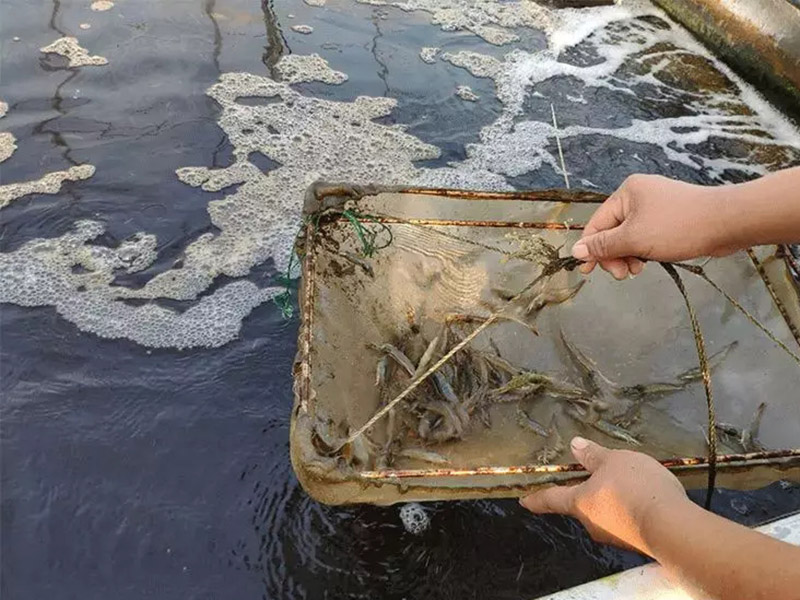 水产养殖检测仪准确检测水源安全