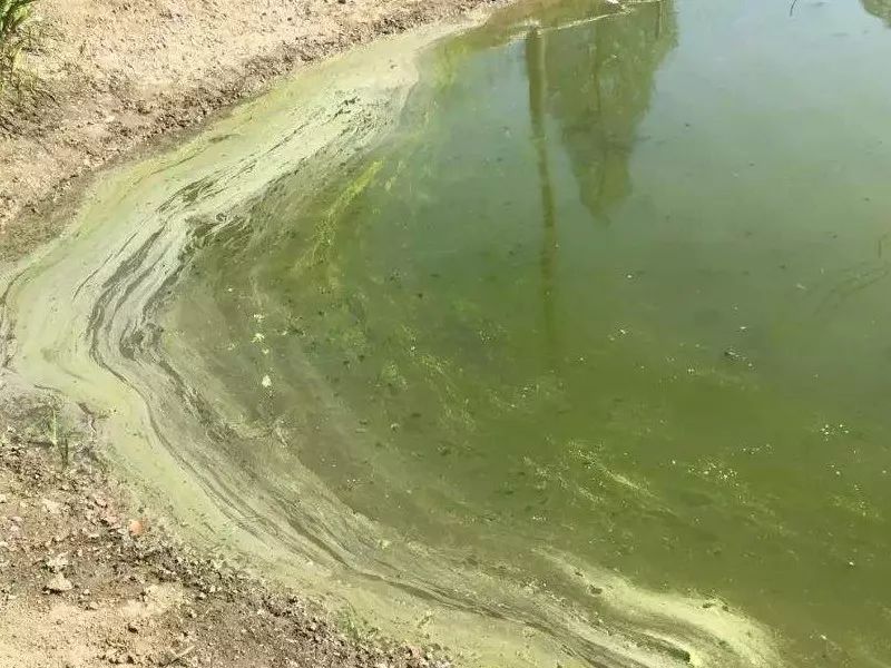 检测有毒化学物质，可以用水质生物毒性检测仪吗